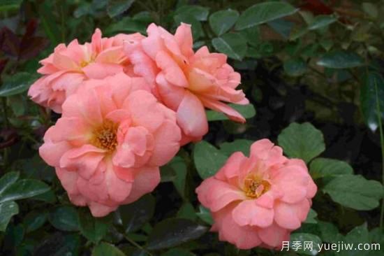 月季花品類(lèi)大全，月季花的5大品種(圖2)