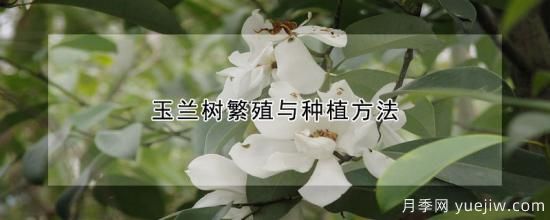 玉蘭樹(shù)繁殖與種植方法(圖1)