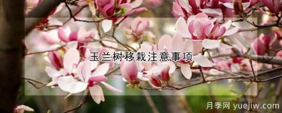 玉蘭樹(shù)移栽注意事項(圖1)