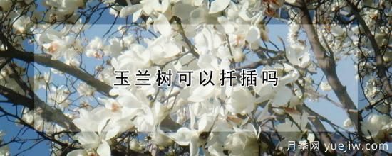 玉蘭樹(shù)可以扦插嗎(圖1)