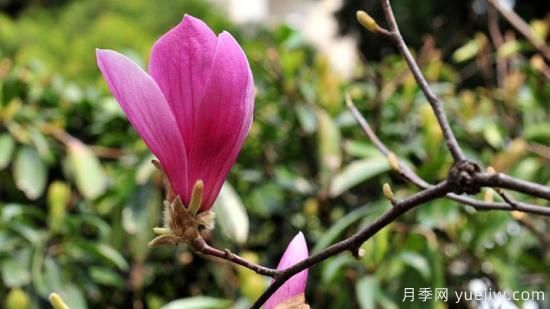 紫玉蘭長(cháng)什么樣子(圖1)