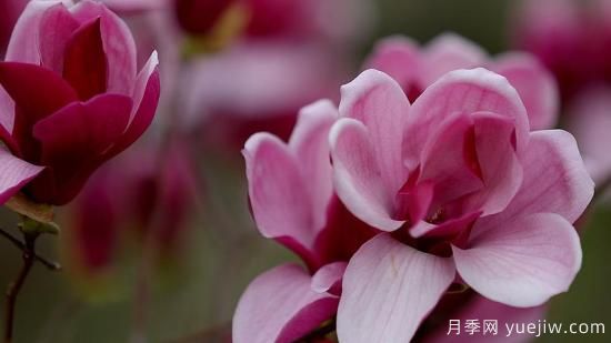 盆栽玉蘭花的養殖方法和注意事項(圖1)