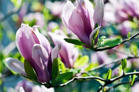 盆栽玉蘭花的養殖方法和注意事項(圖3)