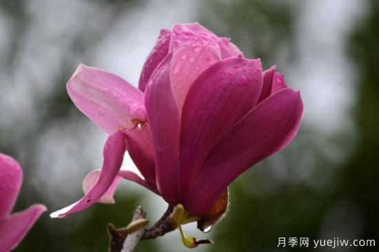 盆栽玉蘭花的養殖方法和注意事項(圖2)