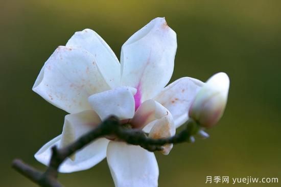 白玉蘭的養殖方法和注意事項水養(圖2)