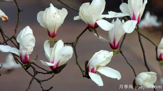 玉蘭樹(shù)的養殖方法和注意事項(圖1)