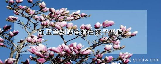 紅玉蘭樹(shù)適合種在院子里嗎(圖1)