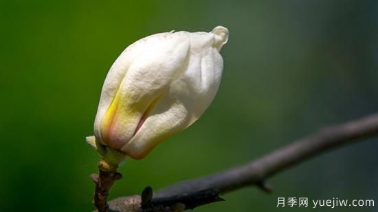 白玉蘭的養殖方法和注意事項水養(圖1)