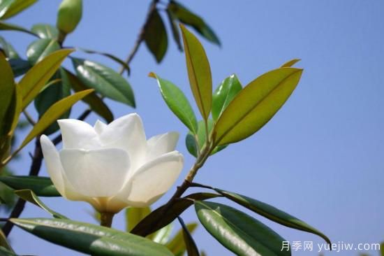 白玉蘭花的養殖方法和注意事項 盆栽(圖2)
