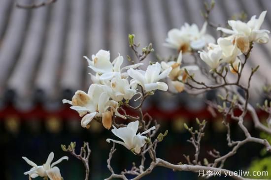 玉蘭樹(shù)的養殖方法和注意事項(圖3)