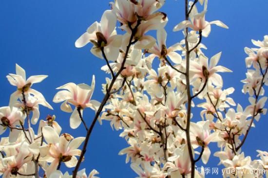 玉蘭樹(shù)的養殖方法和注意事項(圖2)