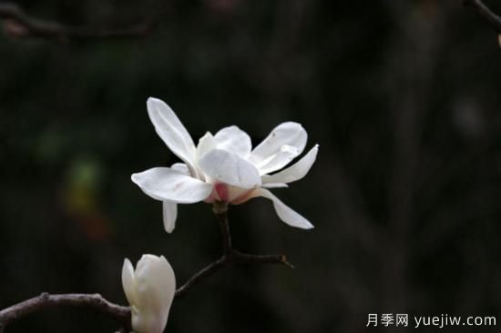白玉蘭花的養殖方法和注意事項(圖3)