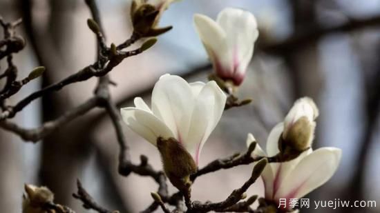 白玉蘭花的養殖方法和注意事項(圖1)