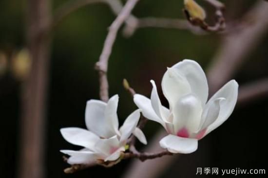 白玉蘭花的養殖方法和注意事項(圖2)