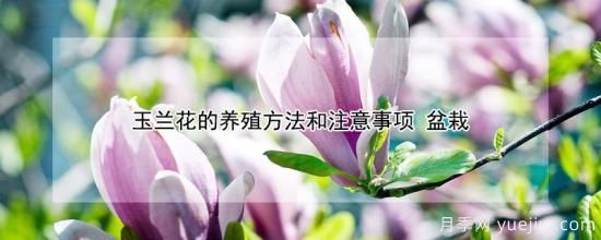 玉蘭花的養殖方法和注意事項 盆栽(圖1)