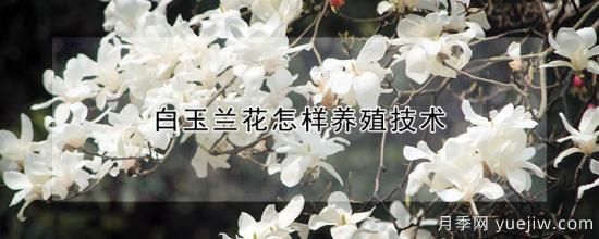 白玉蘭花怎樣養殖技術(shù)(圖1)