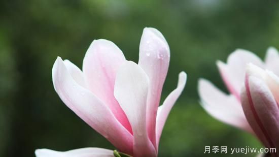 玉蘭花的養殖方法和注意事項(圖1)