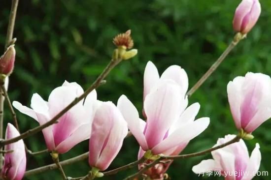玉蘭花的養殖方法和注意事項(圖2)