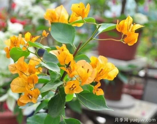 三角梅有哪些品種，常見(jiàn)的三角梅品種大全(圖7)