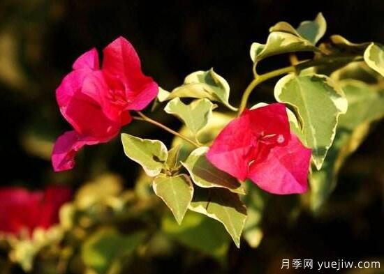 三角梅有哪些品種，常見(jiàn)的三角梅品種大全(圖6)