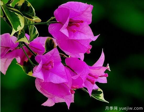 三角梅有哪些品種，常見(jiàn)的三角梅品種大全(圖9)