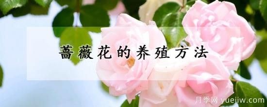 薔薇花的養殖方法(圖1)