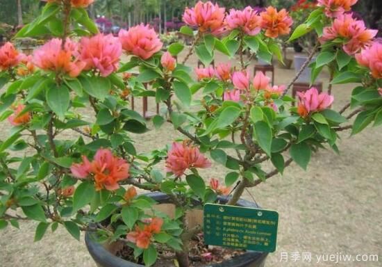 三角梅有哪些品種，常見(jiàn)的三角梅品種大全(圖2)