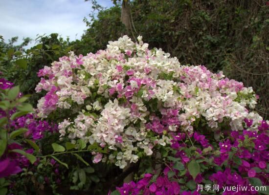 三角梅有哪些品種，常見(jiàn)的三角梅品種大全(圖1)