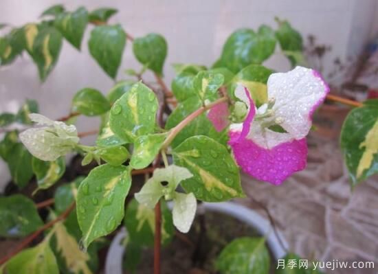 三角梅有哪些品種，常見(jiàn)的三角梅品種大全(圖8)
