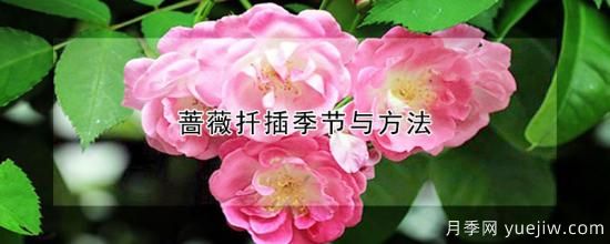 薔薇扦插季節與方法(圖1)