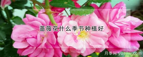 薔薇花什么季節種植好(圖1)