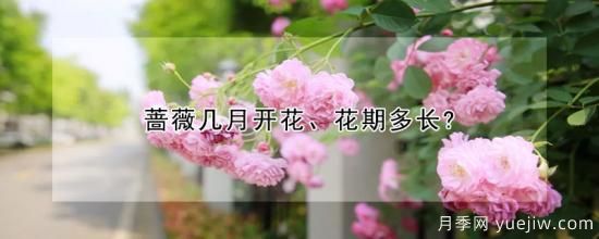 薔薇幾月開(kāi)花、花期多長(cháng)？(圖1)