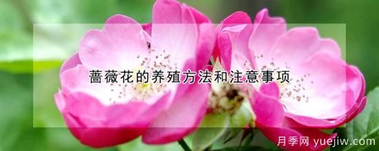 薔薇花的養殖方法和注意事項(圖1)