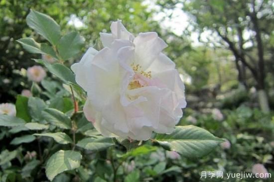 粉色薔薇花的花語(yǔ)，以及薔薇花花語(yǔ)大全(圖4)