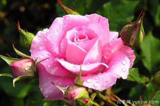 粉色薔薇花的花語(yǔ)，以及薔薇花花語(yǔ)大全(圖1)
