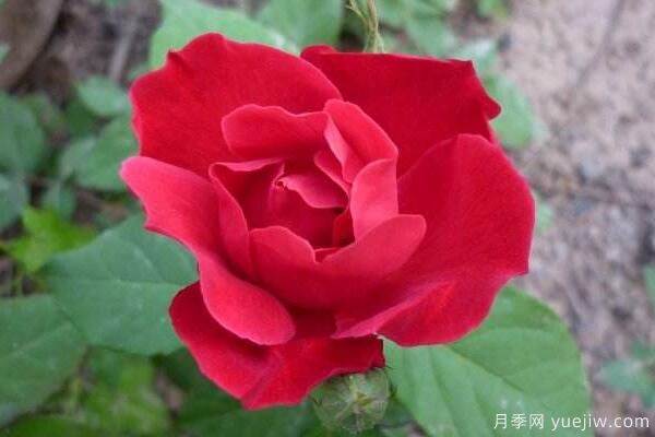 粉色薔薇花的花語(yǔ)，以及薔薇花花語(yǔ)大全(圖3)
