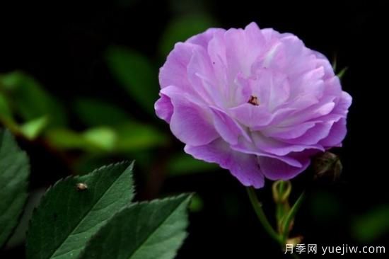粉色薔薇花的花語(yǔ)，以及薔薇花花語(yǔ)大全(圖2)