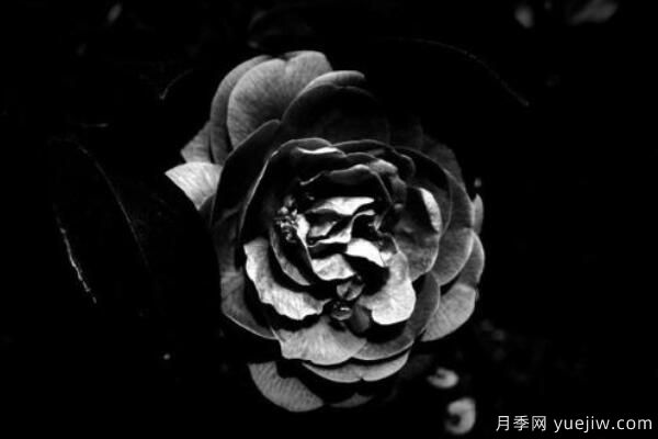 粉色薔薇花的花語(yǔ)，以及薔薇花花語(yǔ)大全(圖5)