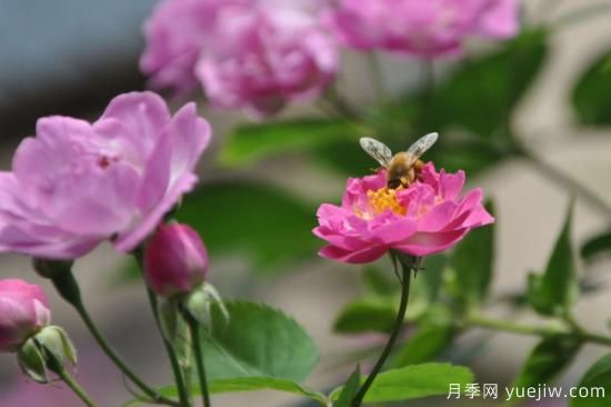 薔薇花種多長(cháng)時(shí)間才開(kāi)花(圖1)