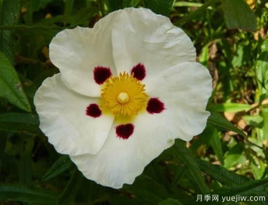 薔薇花的花語(yǔ)大全，細數薔薇花九大品種花語(yǔ)(圖8)