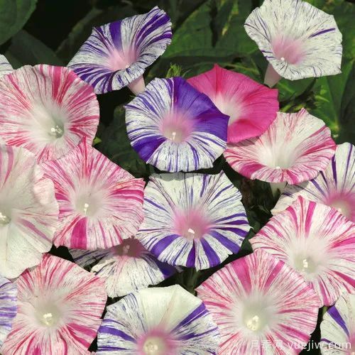 幾種讓花園充滿(mǎn)浪漫色彩的粉色花卉，滿(mǎn)足少女心(圖8)