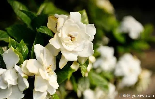 秋天不能修剪的七種花卉，容易剪掉花芽不開(kāi)花！(圖5)