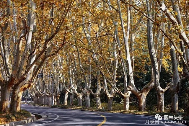 世界五大行道樹(shù)種，作為苗木人你應當了解！(圖2)