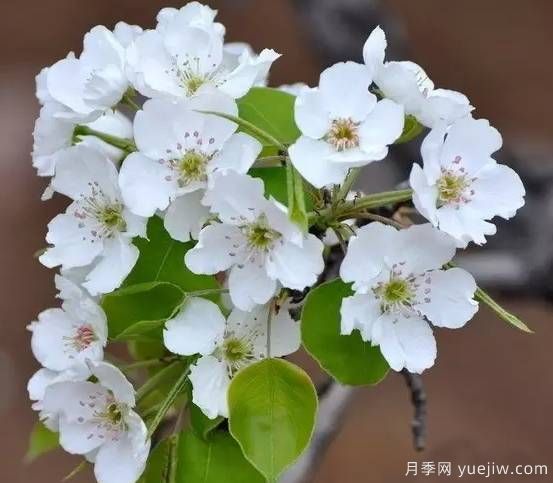 桃花，杏花，櫻花，梨花，李花，海棠花傻傻分不清？(圖10)
