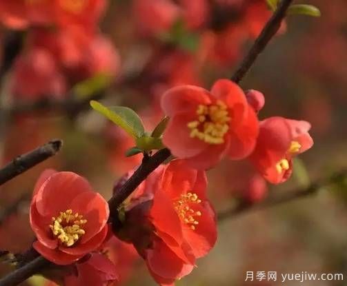 桃花，杏花，櫻花，梨花，李花，海棠花傻傻分不清？(圖15)