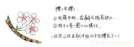 桃花，杏花，櫻花，梨花，李花，海棠花傻傻分不清？(圖7)