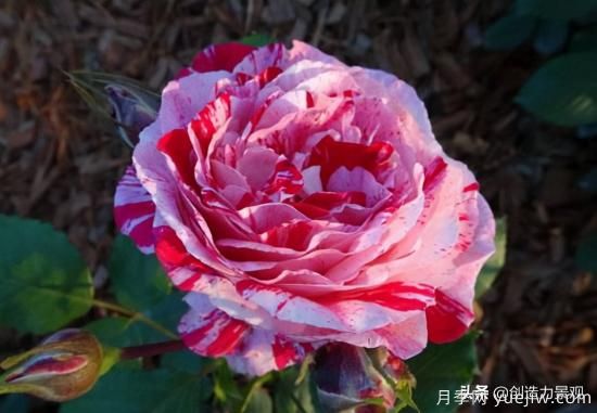 分享15個(gè)浪漫又美麗的月季品種，詩(shī)意醉人(圖11)