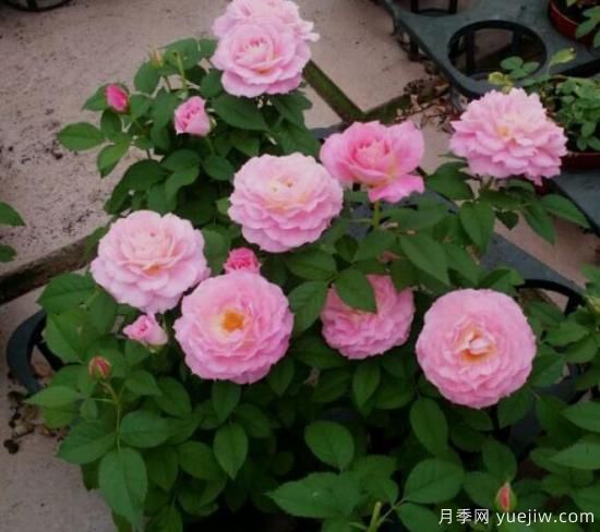 適合新手的3種微型陽(yáng)臺月季，皮實(shí)好養顏值高(圖2)