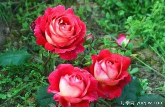 分享香味濃郁的10個(gè)月季花品種，皮實(shí)好養顏值高(圖1)