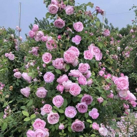 分享香味濃郁的10個(gè)月季花品種，皮實(shí)好養顏值高(圖3)